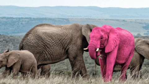 case-8-pink-elephant